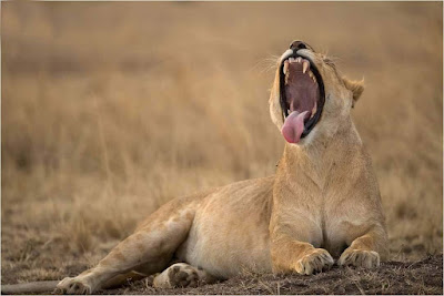 awasome-image-of-lion-opening-it's-mouth-terrible