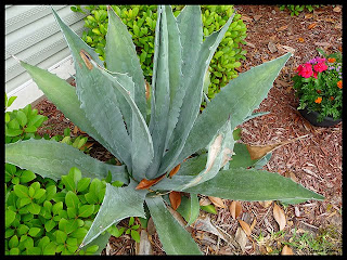 agave