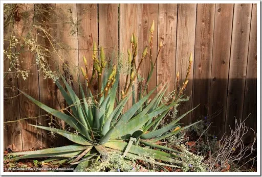 s that fourth dimension of yr when the days are curt as well as the oestrus of summertime nil but a hazy memo Aloes inwards our forepart yard getting cook to bloom