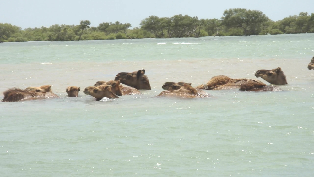 Gujarat's "swimming camel" faces extinction, as Kutch's industrialization  "eats up" mangroves, saline plants