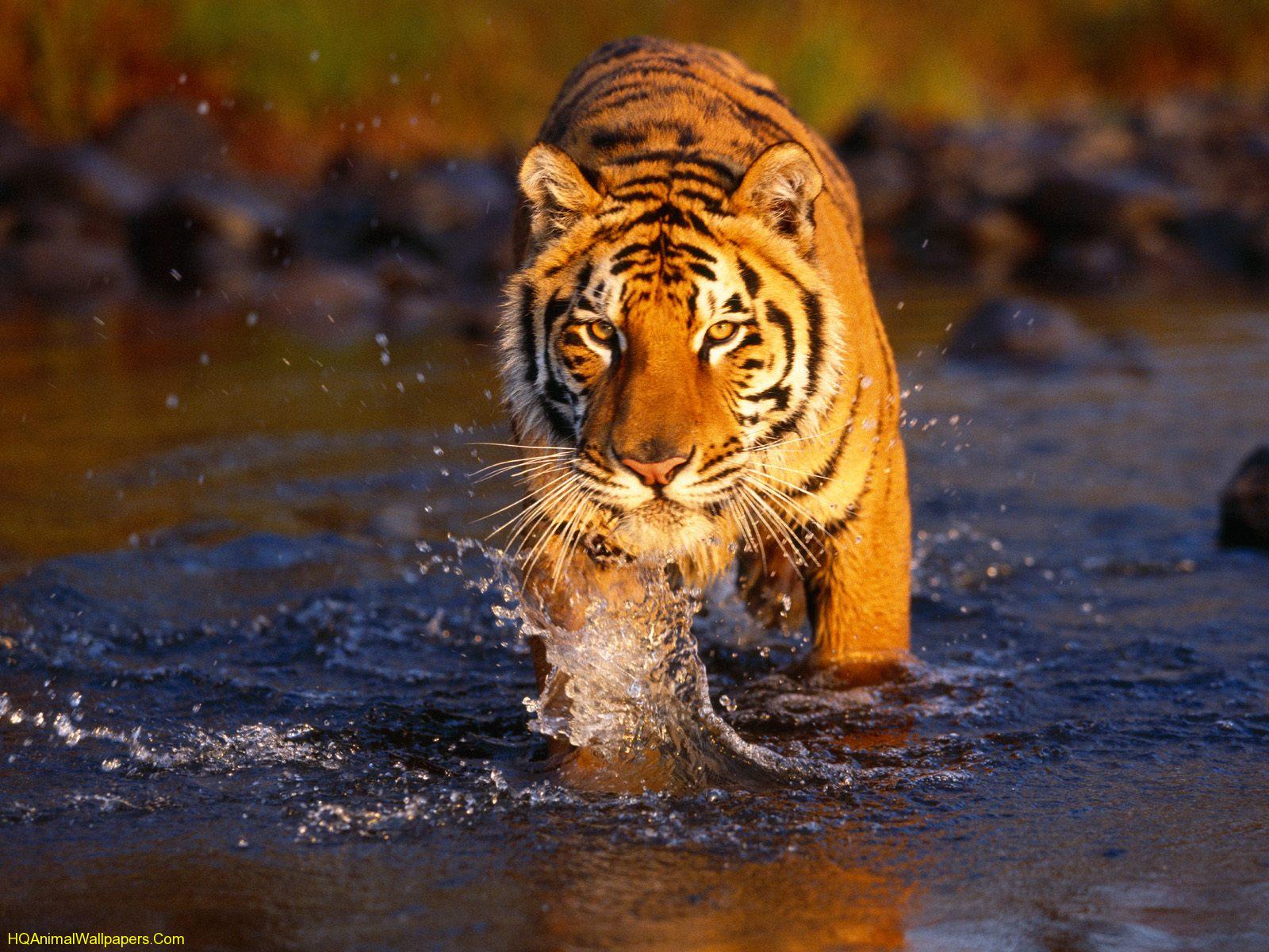 https://blogger.googleusercontent.com/img/b/R29vZ2xl/AVvXsEiKZMSYUfXX85tamAbBl5LMZB_DRWHgfe0MmPew5KEs55aeFQOTlZCMvS3WpsHUSbOzWtD4eDESoshXuYLto8Vm0mf9DBPgob1OT0bwkGnFb2AUgGfokFR7XO9iFfzPgEYtuHcCHm0cvvc/s1600/wallpaper-tigre-Bengal.jpg
