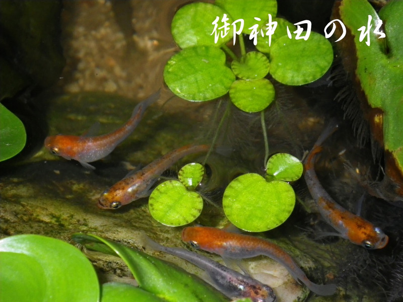 住吉めだか 御神田の水 オフィシャルブログ 錦鯉みたいなメダカの群泳写真集 第二弾