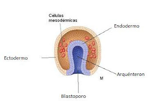 Resultado de imagen para gastrulacion