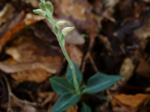 Goodyera schlechtendaliana