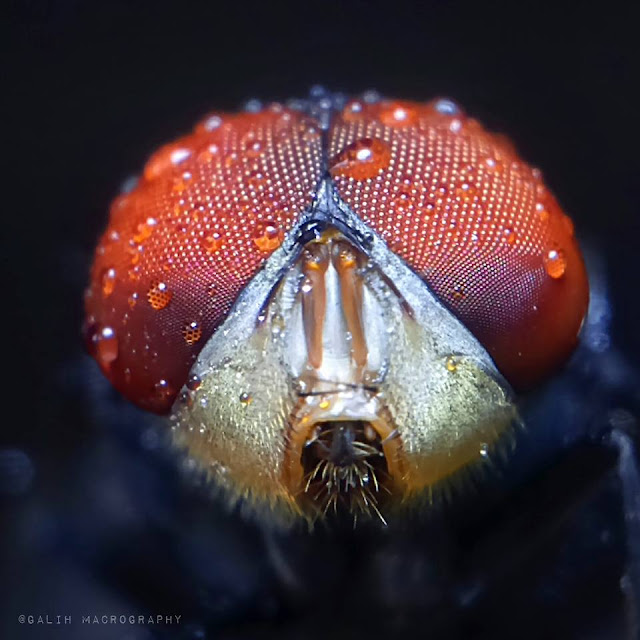 Awesome Macro Photography