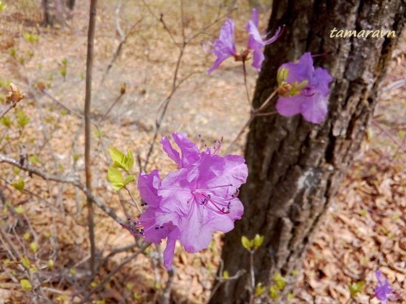 Рододендрон остроконечный (Rhododendron mucronulatum)