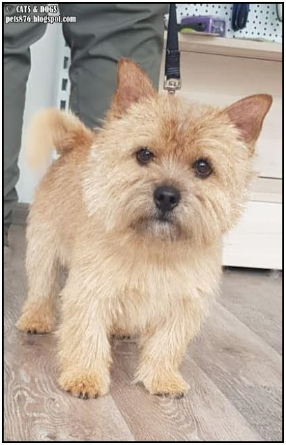 norwich terrier