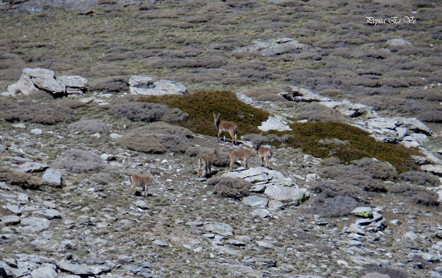 Cabras montesas, Sierra Nevada