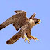 More About The Falcons