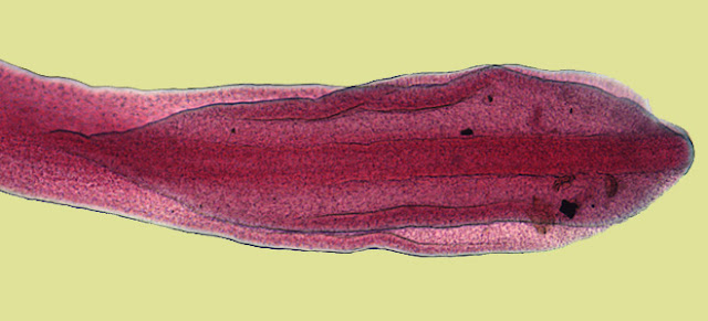 diphyllobothrium latum،کرمی شریتی ماسی،کرم،ماسی،کشتوکاڵ