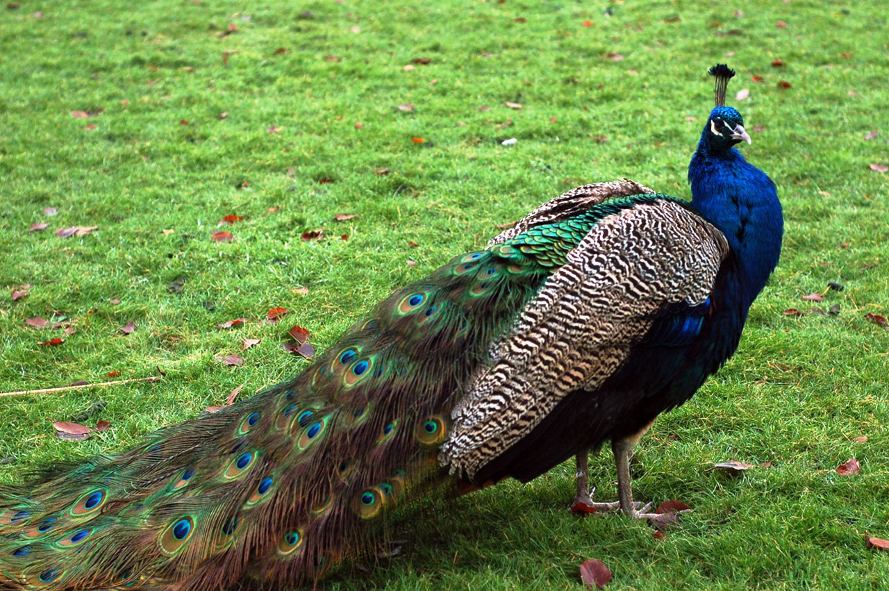 Kumpulan Gambar Burung Merak Cantik Terbaru GambarBinatangCom