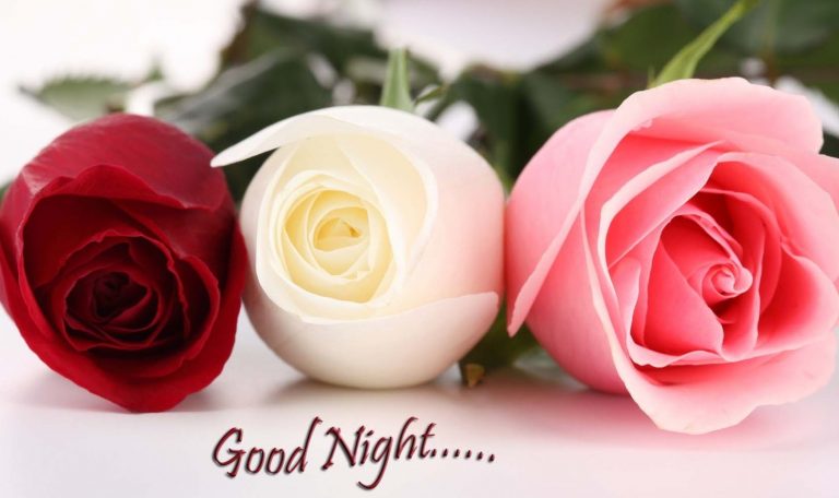 Good Night Roses Wallpapers