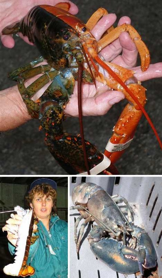 雌雄モザイク メスとオス半分ずつ 生き物の不思議な生態 N ミライノシテン 雌雄モザイク メスとオス半分ずつ 生き物の不思議な生態 N ミライノシテン