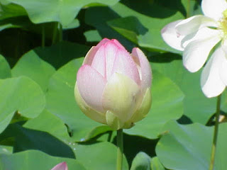 Бутон Nelumbo nucifera