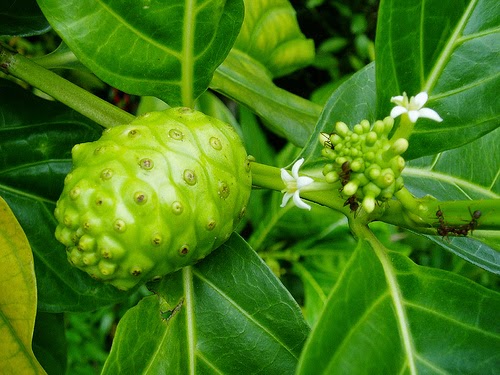 Hidayat suatu cerita: ULAM ULAMAN