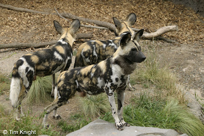 Wild Dog Pictures