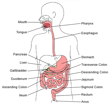 frog digestive system diagram labeled. frog digestive system diagram