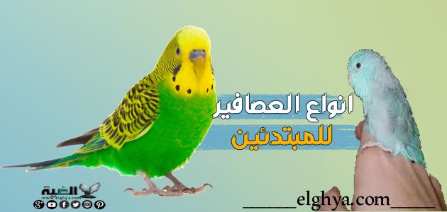 افضل أنواع عصافير الزينة للمبتدئين