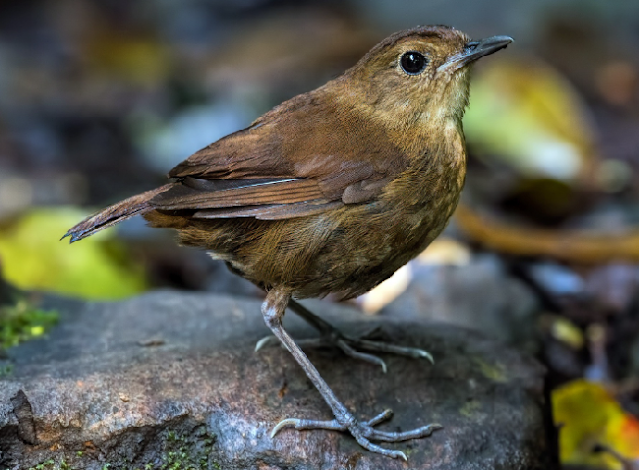 burung cingcoang coklat