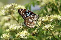 Blue Tiger