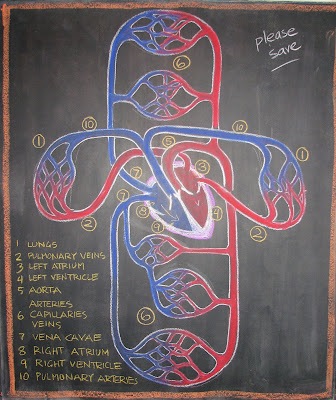 circulatory system diagram not labeled. circulatory system diagram