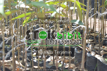 Sengon atau Albasia                                       tanaman sengon solomon