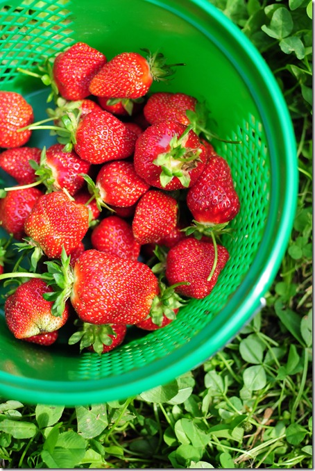 Strawberry Picking & Marcus band 040