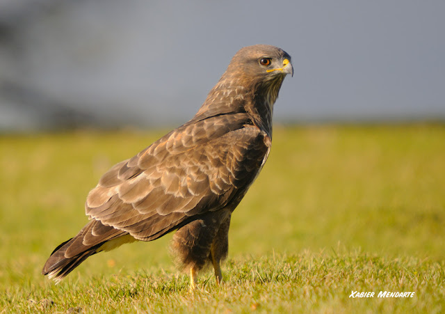 Zapelaitza, Buteo buteo, Busardo ratonero, 