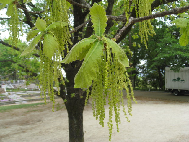 福岡市植物園ブログ 続々とドングリの花 21 4 25