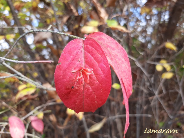 Бересклет малоцветковый (Euonymus pauciflorus)