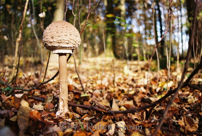 Wald Pilz