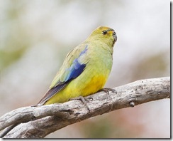 Blue-winged Parrot