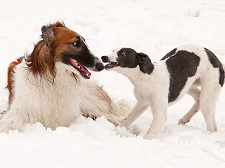 Borzoi Dog Wallpaper