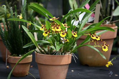 Grow and care Oncidium croesus orchid - The Rich Blooming Oncidium