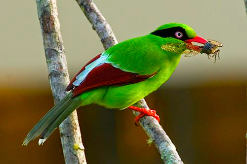 Burung-burung cantik pulau jawa