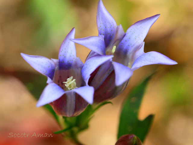 Gentiana scabra