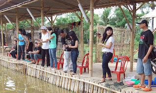 Umpan-Ikan-Patin-Kolam-Harian