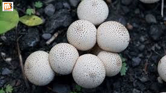 Ghar Baithe Business Idea | Mushroom Farming Hindi