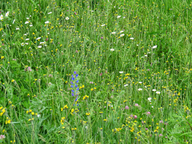 summer flowers