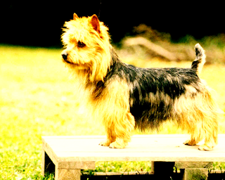 Australian Terrier Dog  History The Australian Terrier is a breed originally from Australia, as you probably guessed by the name. However, despite the fact that the breed is considered Australian, it originated from the British Terriers, which were introduced by the settlers. In the process of breed formation, various terriers crossed among themselves until a small, but very funny and largely useful companion was obtained.  This involved the Yorkshire, Skye Terrier, as well as the predecessor of the dandy dinmont terrier and wire-haired terrier. The first European settlers in Australia lived in rather harsh conditions, they had to start everything from scratch, in a new climate, and in a completely different environment from their own. And therefore, the requirements for dogs that were supposed to share with them all the hardships of this life also corresponded.  That is why the Australian Terrier, although very small, is hardy and fearless because it was required of him not only to be a guard dog, which can warn of danger. He also served as a hunter for rodents and small animals, and these instincts in the breed are still strong. They were used not only on farms but also on gold mines for fishing snakes.  Surprisingly, not the Aussie (Australian Shepherd), namely the Australian Terrier, this is the first local breed to be officially recognized in Australia. They were first shown in 1868 in Melbourne as the "Australian Terrier with Long Hair", and officially renamed the "Australian Terrier" in 1897.  Workers of the diplomatic service first brought these dogs to England in the first half of the 20th century and the Australian Terrier received official recognition from the British Kennel Club in 1933. From Great Britain, the breed came to the United States, around the 40s, when soldiers and military journalists brought them from England during World War II.  In 1960, the Australian Terrier became the 114th breed recognized by the American Kennel Club, and, for 21 years (since 1939), the first new breed of terriers. The Club of Australian Terriers of America was founded in 1957 and became a member of the ACC in 1977.   https://petdogi.blogspot.com/   Breed characteristics ·         Popularity                                    **** ·         Training                                       ******* ·         The size                                      ** ·         Mind                                            ******* ·         Security                                       ********* ·         Relationship with children           ********** ·         Agility                                          ***** ·         Shedding                                    *                                 Breed Information The country          Australia  Life span         12-15 years old  Height         Males: 23-28 cm        Bitches: 23-28 cm  Weight         Males: 7-8 kg        Bitches: 6-7 kg  Longwool         Average  Color         sand, red and blue with tan  Group         hunting, guard, decorative, for an apartment    https://petdogi.blogspot.com/  Description These are small, well-built dogs with curly hair. Ears are upright, muzzle with a “beard”, limbs are short but proportional, the tail is short. Color can be sand, red and blue with a tan.   https://petdogi.blogspot.com/   Personality The breed of the Australian Terrier has a very open and playful character, which makes the life of others interesting - there is no doubt about it. However, the mood of the dog is directly related to the mood of the owners, as this breed is extremely attached to its owners. That is, it is so attached that it takes over the state of mind of loved ones. If you are happy, the dog will rejoice with you; if you are sad, she will share the sadness with you, lying peacefully next to him on the couch. And he won’t get whacky behavior at the wrong time - except occasionally.  The Australian Terrier is a breed that adores games, fun, entertainment, and generally various types of activity. In fact, the activity does not have to consist of games, because if you live in a private house, the dog will definitely try to hunt rats, dig a hole in the yard or dig a mole hole, even trying to get to its owner. So an ideal lawn or a fresh bed is always at risk.  In general, any small animals and even cats (and sometimes, especially cats) make the Australian Terrier want to hunt them. Moreover, if you train a dog to have a cat in the house, then all the other cats - that is, neighbors or homeless, street ones, will still remain enemies. You can wean the tendency to hunt various small animals, but you need to do this from a very young age.  Dominant character traits make the dog a little very funny, playful, and always ready for fun. The breed has a kind of subconscious attraction for people with disabilities, the elderly, and children, which makes it a great companion for these groups of people. However, young children need to be careful, as the Australian Terrier has some edge of patience, and if the child crosses it, the dog will not tolerate it. On the other hand, for a child, this is a great companion for games and entertainment, a best friend, and a faithful companion.  The Australian Terrier is always eager to take an active part in the daily affairs of his family and loves to poke his cold little nose everywhere. Despite the fact that the dog loves to fool around, to be in the spotlight, and sometimes even behave frankly stupidly, nevertheless, their intellect is quite developed, they perfectly understand the person and can learn many commands. This makes them good companions for people with disabilities and older people.  During walks, you need to be on your guard, as the pet may try to attack larger dogs, although usually, the attack continues until the first fright.     Training The breed of the Australian Terrier needs education and training, as well as socialization. And they are happy to teach teams, however, you will also need to pay attention to obedience and cancellation commands, so that you can, for example, silence the dog at the right time, or stop when she tries to bark at a large dog in a park or a stranger.  In the process of training, maintain a positive attitude and use various types of encouragement. In addition, you cannot do without a sense of humor and patience. Sometimes, these dogs need a firm hand of a leader, but not in the sense of rudeness or beatings, but in the sense of a leader and reasonable rigor, when necessary.  You need to try to make classes as active and fun as possible, as this breed can get bored quickly. In addition, you must constantly bring something new, again, due to the fact that otherwise classes quickly get bored. Monotony in this case would be the worst idea. You should not overstrain the Australian terrier, as well as force to train. If you see that the dog is tired, extend the session for another five, a maximum of 10 minutes, no more.  How to take care of Australian Terrier?  The Australian Terrier needs to comb out the hair about 2 times a week, you need to bathe the dog at least 1 time per week or more often. Claws are cut 3 times a month, ears are cleaned 3 times a week, and eyes are cleaned daily.  Common Diseases Like other breeds of dogs, the Australian Terrier is prone to certain diseases, although there are very few of them:  knee dislocation; leagues Perthes disease; diabetes; Allergy.