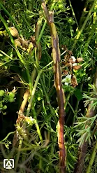 Stem gall of coriander