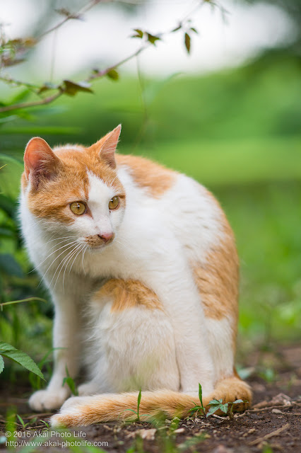 警戒している茶白の猫