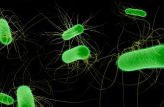 Наличие антилизоцимной активности у бактерий вида  Escherichia coli