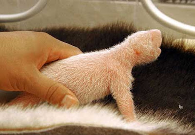 Baby pandas, born ,very small, 