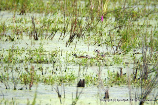 Wood Duck and Ducklings