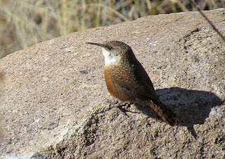 Canyon Wrens