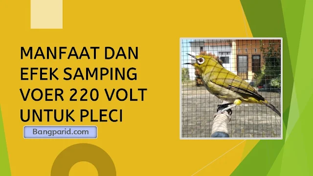 MANFAAT DAN EFEK SAMPING VOER 220 VOLT UNTUK PLECI