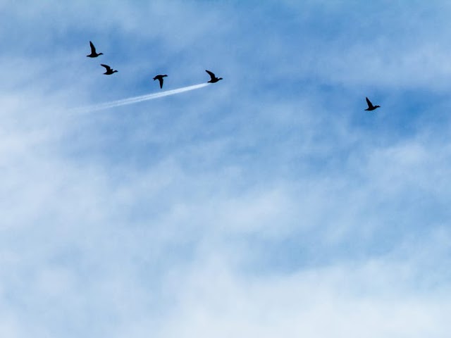 Duck Speed by John Threlfall. John Threlfall-CWPA-Barcroft Images