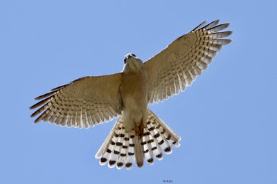 Shikra