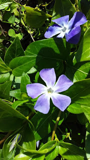 Violet flower hd